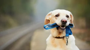 dog captions for instagram